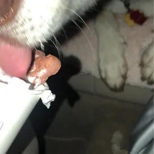 Scooter's, MWC:  23 Nov 2020: National Cappuccino Day. Nanuk enjoying her 1st Puppiccino