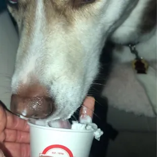 Scooter's, MWC:  23 Nov 2020: National Cappuccino Day. Nanuk enjoying her 1st Puppiccino