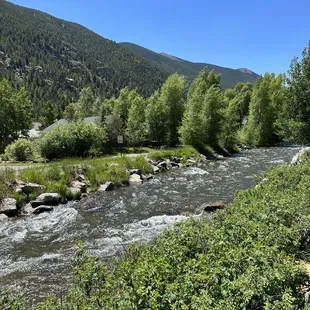 a river running through a forested area