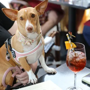 Dog-friendly patio