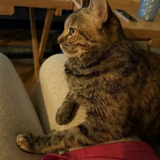 Sophia A.