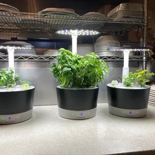 Fresh herbs