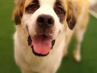 Sheabel Veterinary Hospital