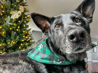 Kilo One Dog Training