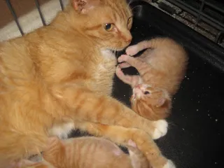 Animal Clinic of Eagle Harbor