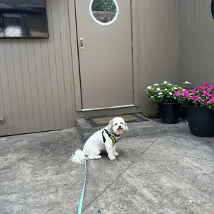Door to the restaurant from the dog friendly patio