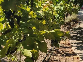 LVVR Sparkling Cellars