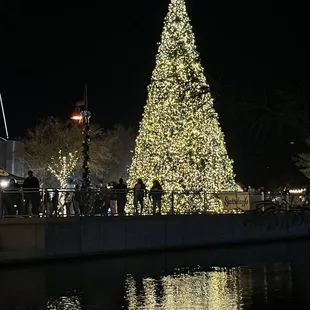 Big Xmas tree, ducks in the water :)
