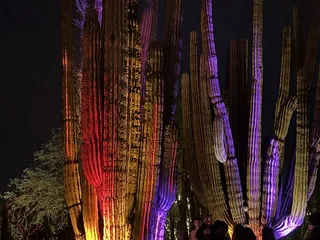 Desert Botanical Garden