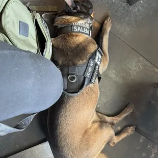 My service dog ‍