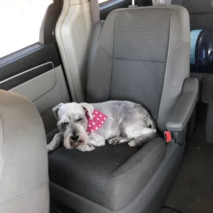 Snautzer just groomed