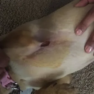 If you can see this photo, it is graphic. But this is what they did to someone's dog on my Facebook friend's list. And they are denying it.