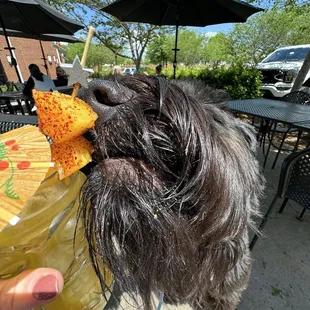 He's not old enough to drink yet!