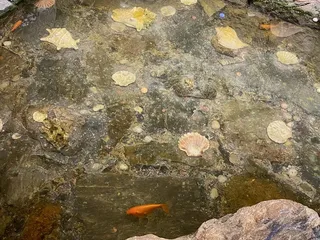 Graziano's Pizza Restaurant