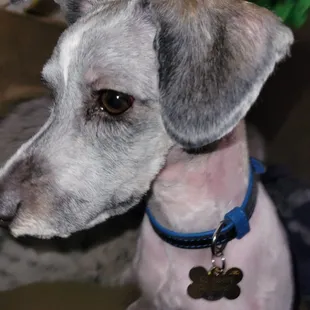 My puppy&apos;s neck was red and eyes all bloodshot after was groomed was traumatizing for him