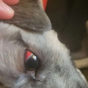 Red bloodshot eyes after visit he did have before very concerning ..