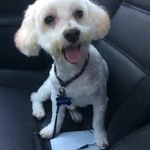 After his grooming