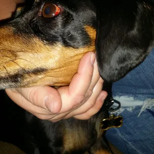 Strangulation at owners Tina Wright Scruffy to Fluffy  Are you willing to take the chance ??