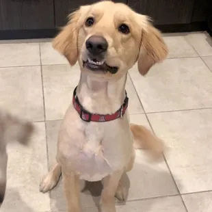 Big smiles for Scruffy to Fluffy