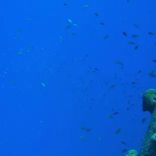 Grand Cayman Wall Dive
