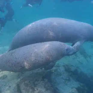 Manatees