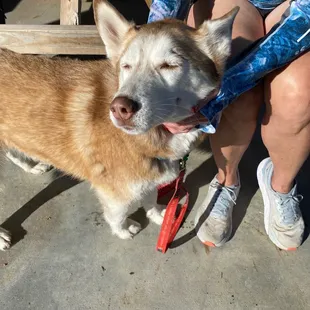 Bonnie Lass loved it!