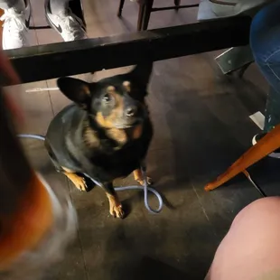 a dog sitting under a table