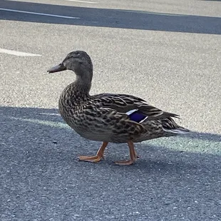 Blocked the road and  I won&apos;t let us leave the brewery