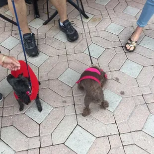 Outside dog friendly