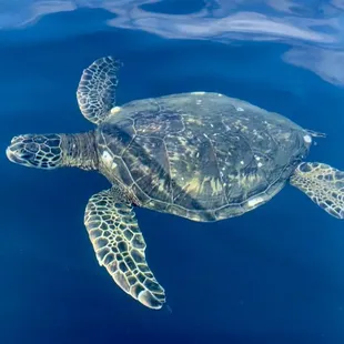 Sea Turtle up close