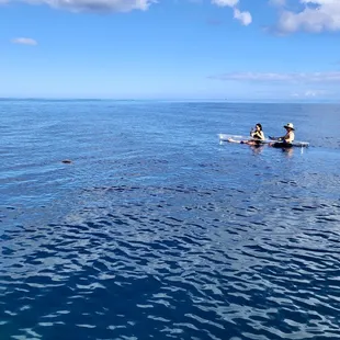 Clear bottom kayak with sea turtles