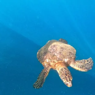 Sea turtle