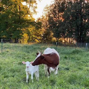 a mother cow and her calf