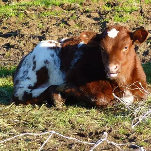 Don&apos;t get too attached to dinner even if it is cute!