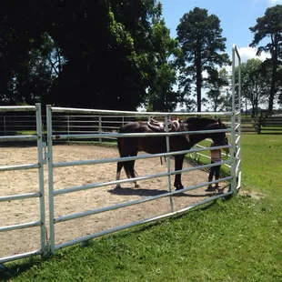 a young rider who really enjoyed her lesson
