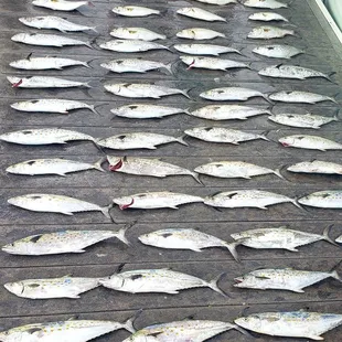 Spanish Mackerel and Bluefish