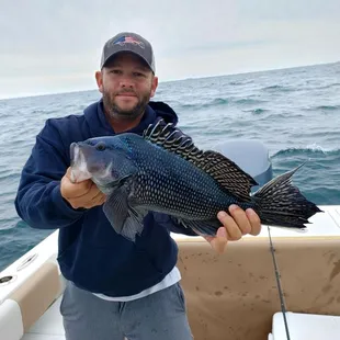 Sea bass