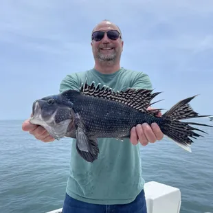 Sea bass
