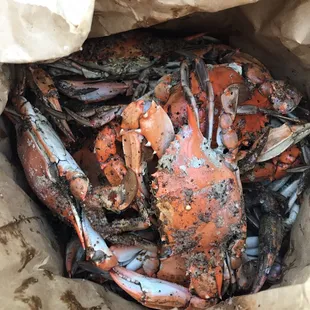 Large crabs