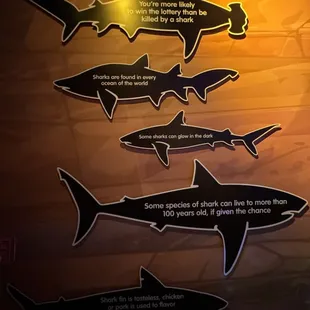 Shark facts