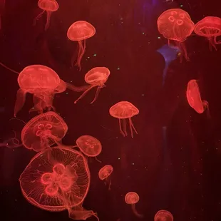 Jelly fish