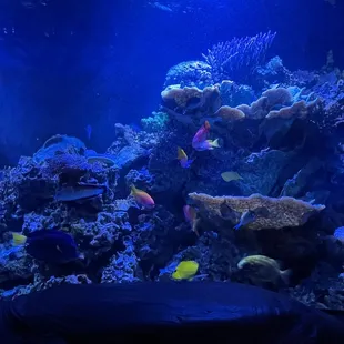 Here fishy, fishy