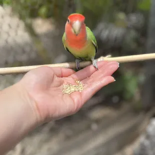 Feeding birds