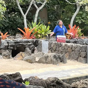 Penguin presentation