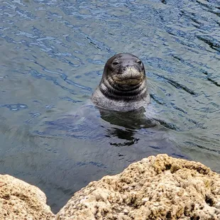 Hawaiian Monk Seal.