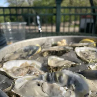 Raw Oysters On Half-shell