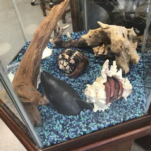 Giant Hermit Crabs!