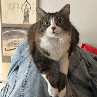Eliza L.