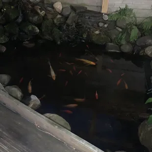 Back yard Coi pond