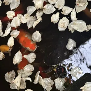 food, sushi and sashimi